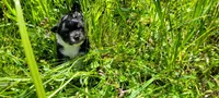 Chunky , a male Chorkie for sale in Colton, NY – 2 of 9