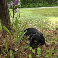 Dakota , a female Chiweenie for sale in Colton, NY – 2 of 5