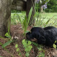Dakota , a female Chiweenie for sale in Colton, NY – 5 of 5