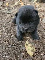 Sissy, a female Chow Chow for sale in Colton, NY – Photo 4 of 4