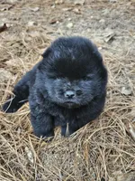 Sissy, a female Chow Chow for sale in Colton, NY – Photo 2 of 4