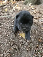 Sissy, a female Chow Chow for sale in Colton, NY – Photo 3 of 4