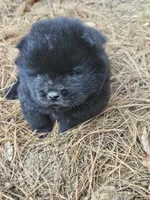 Sissy, a female Chow Chow for sale in Colton, NY – Photo 1 of 4