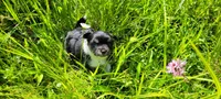 Chunky , a male Chorkie for sale in Colton, NY – 1 of 9