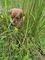 Bonnie, a female Chihuahua for sale in Colton, NY – Photo 3 of 4