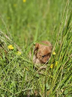 Bonnie, a female Chihuahua for sale in Colton, NY – Photo 1 of 4