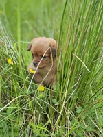 Bonnie, a female Chihuahua for sale in Colton, NY – Photo 2 of 4