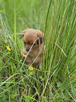 Bonnie, a female Chihuahua for sale in Colton, NY – Photo 4 of 4