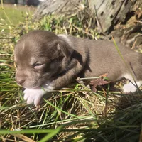 Tiny tim, a male Chihuahua for sale in Colton, NY – 5 of 6
