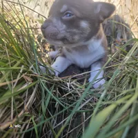 Tiny tim, a male Chihuahua for sale in Colton, NY – 3 of 6