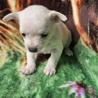 Polar Bear, a female Chiweenie for sale in Colton, NY – Photo 2 of 8