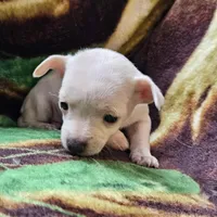 Polar Bear, a female Chiweenie for sale in Colton, NY – Photo 6 of 8