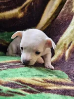 Polar Bear, a female Chiweenie for sale in Colton, NY – Photo 6 of 8