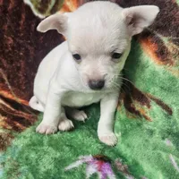 Polar Bear, a female Chiweenie for sale in Colton, NY – Photo 3 of 8