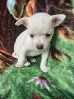 Polar Bear, a female Chiweenie for sale in Colton, NY – Photo 3 of 8