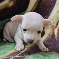 Polar Bear, a female Chiweenie for sale in Colton, NY – Photo 5 of 8
