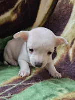 Polar Bear, a female Chiweenie for sale in Colton, NY – Photo 5 of 8