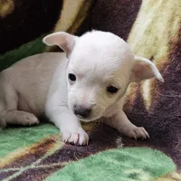 Polar Bear, a female Chiweenie for sale in Colton, NY – Photo 8 of 8