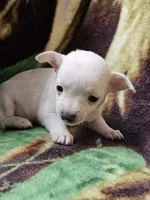 Polar Bear, a female Chiweenie for sale in Colton, NY – Photo 8 of 8