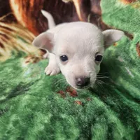 Polar Bear, a female Chiweenie for sale in Colton, NY – Photo 1 of 8