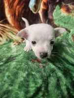 Polar Bear, a female Chiweenie for sale in Colton, NY – Photo 1 of 8