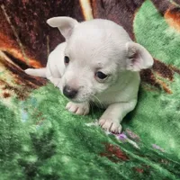Polar Bear, a female Chiweenie for sale in Colton, NY – Photo 4 of 8