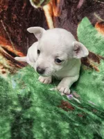 Polar Bear, a female Chiweenie for sale in Colton, NY – Photo 4 of 8