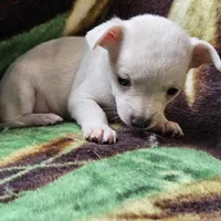 Polar Bear, a female Chiweenie for sale in Colton, NY – Photo 7 of 8