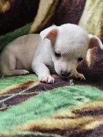 Polar Bear, a female Chiweenie for sale in Colton, NY – Photo 7 of 8
