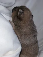 Benny, a male Chow Chow for sale in Colton, NY – Photo 3 of 7