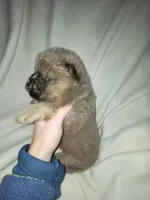 Benny, a male Chow Chow for sale in Colton, NY – Photo 7 of 7