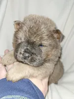 Benny, a male Chow Chow for sale in Colton, NY – Photo 6 of 7