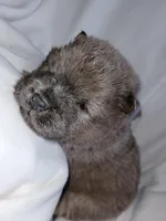 Benny, a male Chow Chow for sale in Colton, NY – Photo 5 of 7