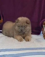 Benny, a male Chow Chow for sale in Colton, NY – Photo 1 of 7