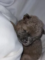 Benny, a male Chow Chow for sale in Colton, NY – Photo 2 of 7