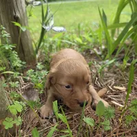 Denali, a male Chiweenie for sale in Colton, NY – 5 of 6