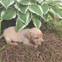 Sparrow, a female Chiweenie for sale in Colton, NY – 5 of 7