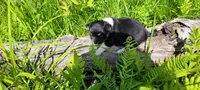 Chunky , a male Chorkie for sale in Colton, NY – 4 of 9