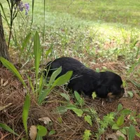 Dakota , a female Chiweenie for sale in Colton, NY – 3 of 5