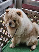 Nate, a male Chow Chow for sale in Colton, NY – Photo 9 of 10