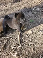 Nate, a male Chow Chow for sale in Colton, NY – Photo 6 of 10