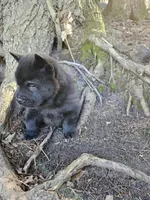 Nate, a male Chow Chow for sale in Colton, NY – Photo 7 of 10