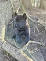 Nate, a male Chow Chow for sale in Colton, NY – Photo 10 of 10