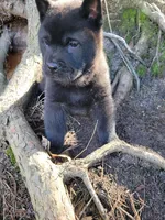 Nate, a male Chow Chow for sale in Colton, NY – Photo 5 of 10
