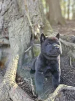 Nate, a male Chow Chow for sale in Colton, NY – Photo 2 of 10