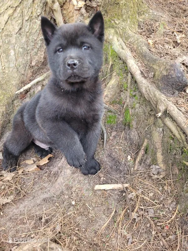 Nate, a male Chow Chow for sale in Colton, NY – Photo 1 of 10