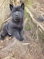 Nate, a male Chow Chow for sale in Colton, NY – Photo 1 of 10