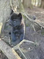 Nate, a male Chow Chow for sale in Colton, NY – Photo 3 of 10