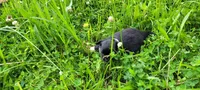 Boone, a male Chihuahua for sale in Colton, NY – 4 of 5