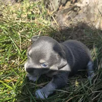 Sweet pea, a female Chihuahua for sale in Colton, NY – 5 of 6